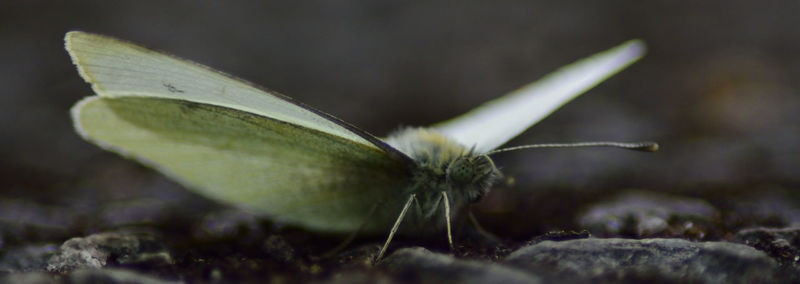 Close-up of plant against blurred background