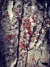 Full frame shot of red berries on tree trunk