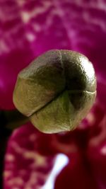 Close-up of plant against blurred background