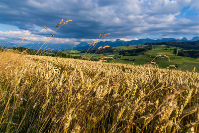 Scenic view of wheat field against sky