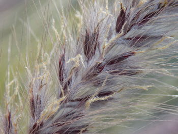 Close-up of wheat growing on field