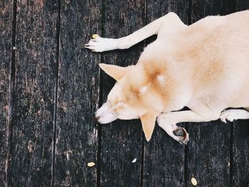 High angle view of a dog