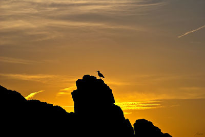 Silhouette bird on rock against sky during sunset