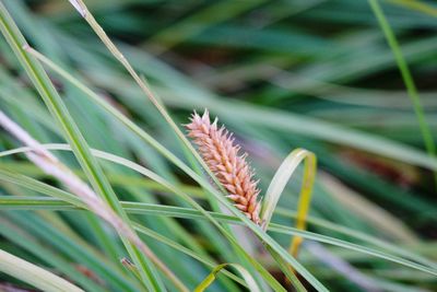 Close-up of grass growing in field