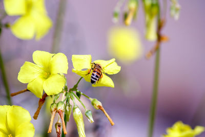 Close-up of bee on yellow flowers