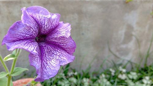 Close-up of purple hibiscus blooming outdoors