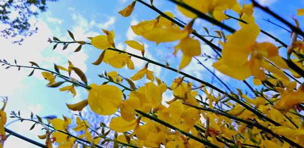 Low angle view of yellow flowering plant against sky