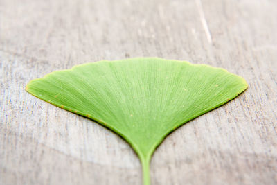 Close-up of green leaves