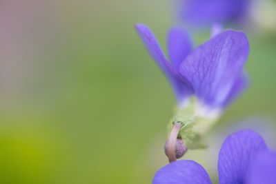 Close-up of purple flower