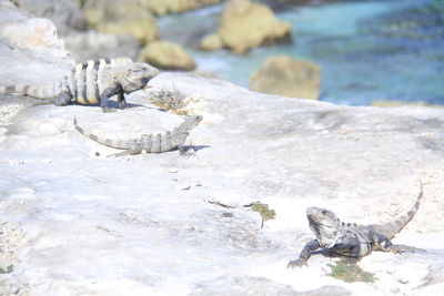 Close-up of lizard on landscape during winter