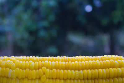 Close-up of sweetcorn