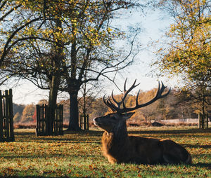 Deer in a field