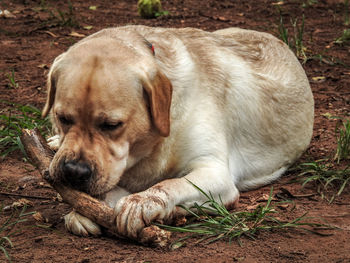 Labrador retriever holding log on dirty field