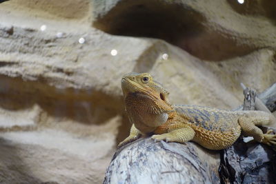 Close-up of lizard on rock