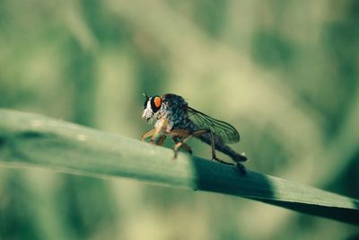 Close-up of insect on leaf