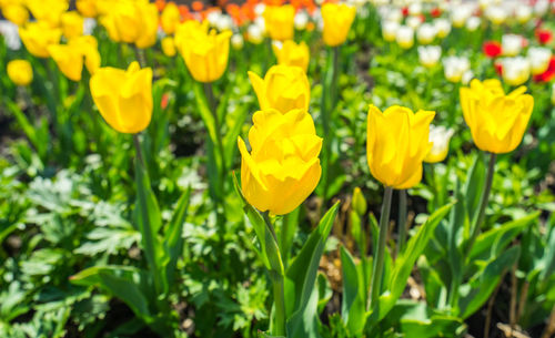 Close-up of yellow flowers