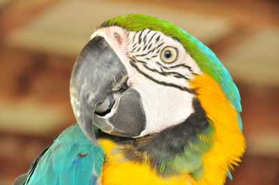 Close-up of a parrot