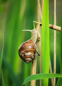 Close-up of snail on leaf