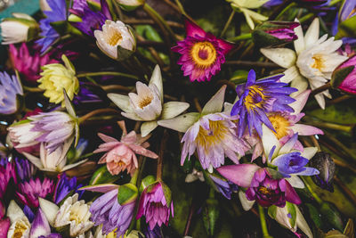 Close-up of purple flowering plants