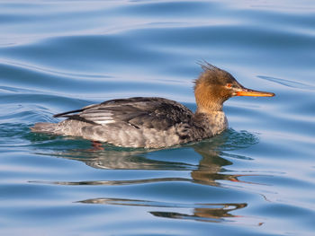 Close-up of duck swimming in lake