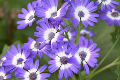 Close-up of purple flowering plants