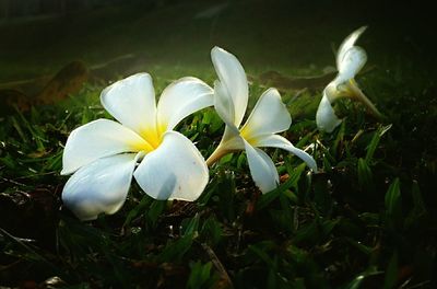 Close-up of white flowers