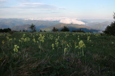 Scenic view of grassy field against sky