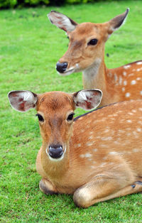 Portrait of deer lying on grass