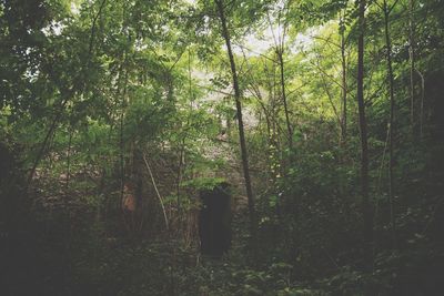 Trees in forest