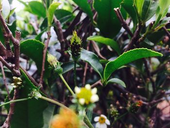 Close-up of insect on plant