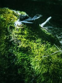 Close-up of dead plants on land