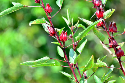 Close-up of red berries on plant