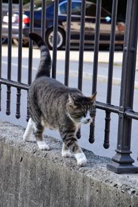 Portrait of cat standing on railing