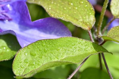 Close-up of wet plant leaves
