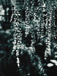 Close-up of frozen spider web