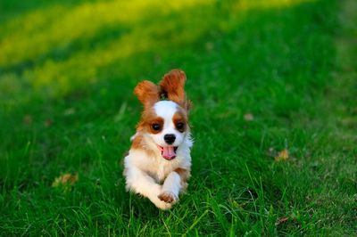 Cavalier king charles spaniel running on field