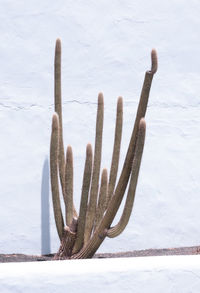 Cactus on white wall background. minimal floral botanical aesthetic. travel in details. 