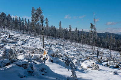 Winter pine tree forest destroyed, affected by a powerful snowstorm. natural disaster