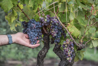 Cropped hand of person holding grapes in vineyard