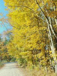 Scenic view of autumnal trees