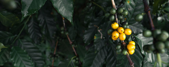 Close-up of fruits growing on plant