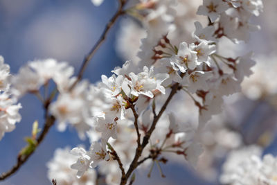 Close-up of cherry blossom