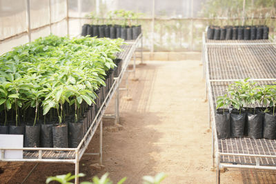 Potted plants in greenhouse