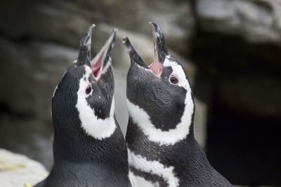 Close-up of penguins