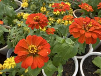 Close-up of orange flowering plants