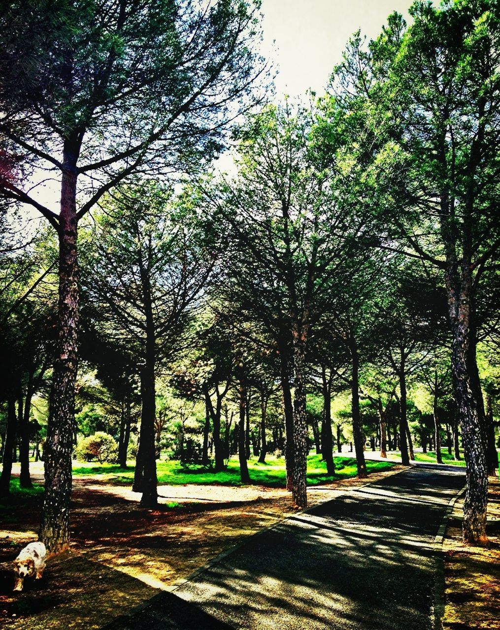 tree, growth, tranquility, tranquil scene, nature, beauty in nature, green color, tree trunk, park - man made space, sunlight, scenics, forest, branch, the way forward, footpath, shadow, day, lush foliage, treelined, outdoors