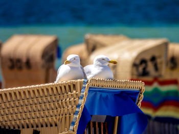View of seagulls perching on deck chair