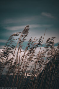 Low angle view of reed grass growing on field against sky