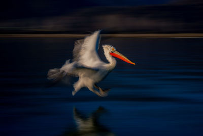 Close-up of bird in lake