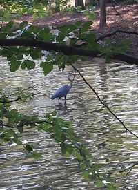 High angle view of gray heron perching on plant by lake